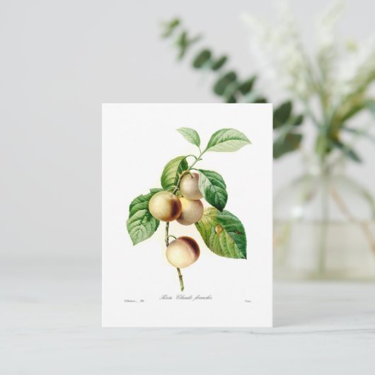 プラム ポストカード (スタンド正面)