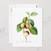 プラム ポストカード (正面/裏面)