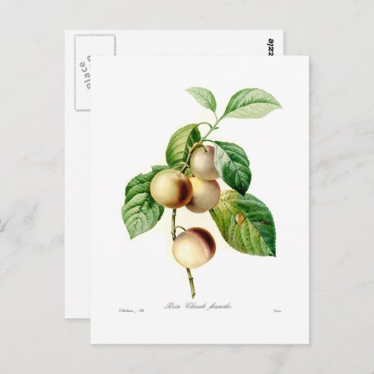 プラム ポストカード (正面/裏面)