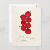 プラム(Prunus Domestica)果実水絵画色 ポストカード (正面/裏面)