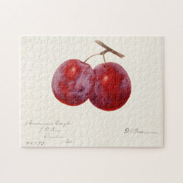 プラム(Prunus Domestica)果実水色絵画の ジグソーパズル
