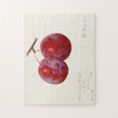 プラム(Prunus Domestica)果実水色絵画の ジグソーパズル (縦)