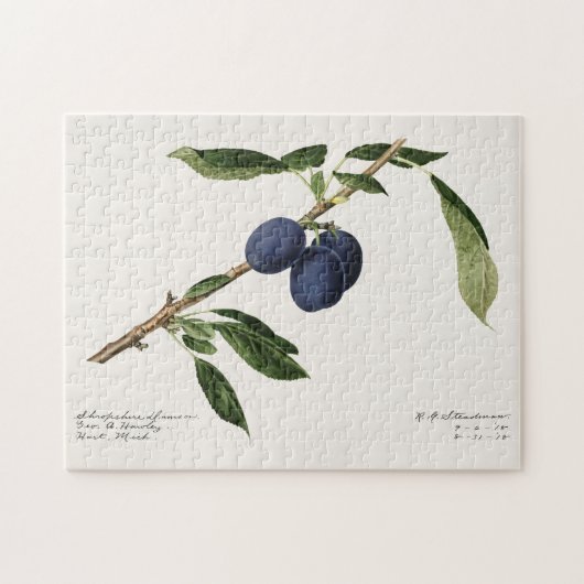 プラム(Prunus Domestica)果実水色絵画の ジグソーパズル (横)