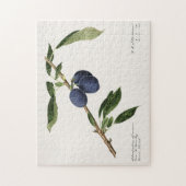 プラム(Prunus Domestica)果実水色絵画の ジグソーパズル (縦)