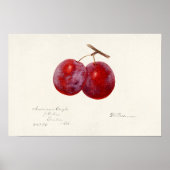 プラム(Prunus Domestica)果実水色絵画の ポスター (正面)
