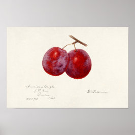 プラム(Prunus Domestica)果実水色絵画の ポスター