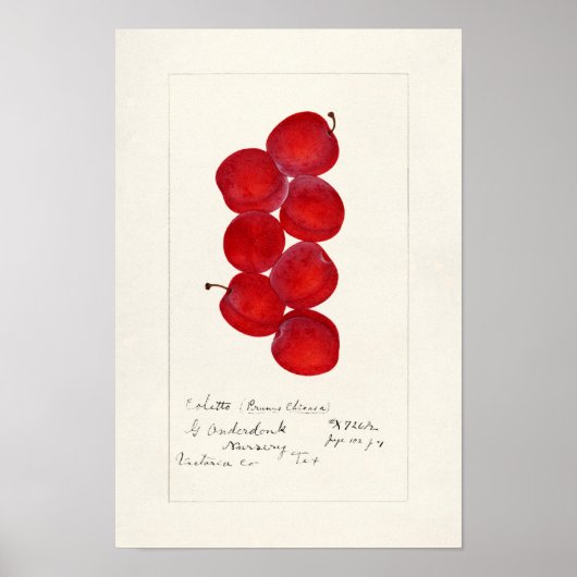 プラム(Prunus Domestica)果実水色絵画の ポスター (正面)