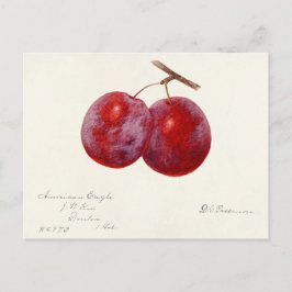 プラム(Prunus Domestica)果実水色絵画の ポストカード