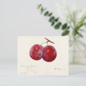プラム(Prunus Domestica)果実水色絵画の ポストカード (スタンド正面)