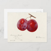 プラム(Prunus Domestica)果実水色絵画の ポストカード (正面/裏面)