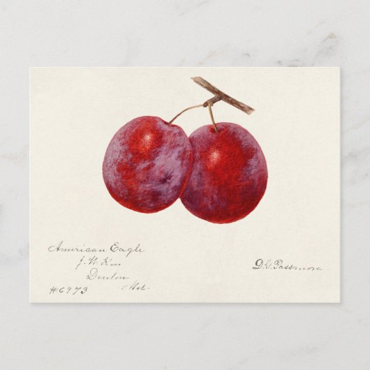 プラム(Prunus Domestica)果実水色絵画の ポストカード (正面)