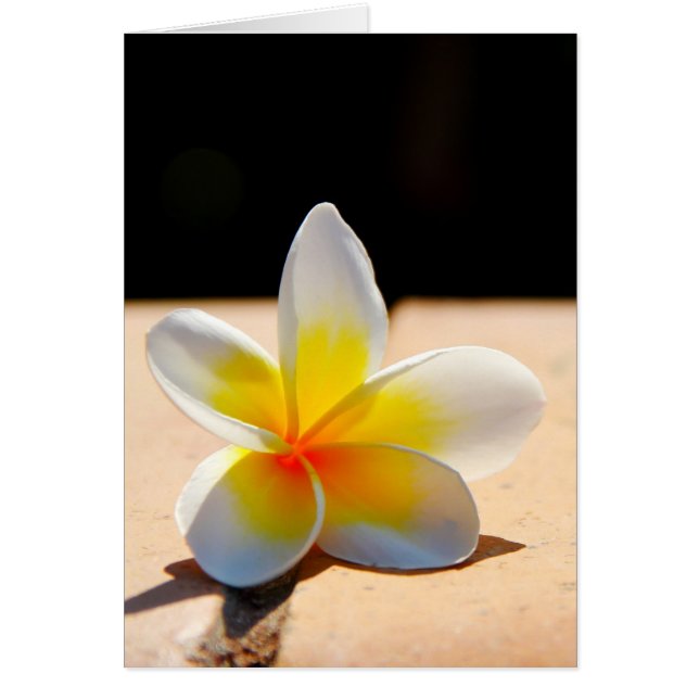 プラメリア (正面)