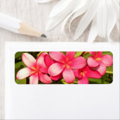 プラメリア ラベル (インサイチュ)