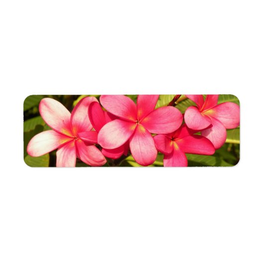 プラメリア ラベル (正面)