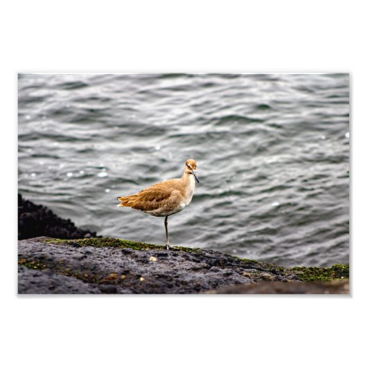 プラヤデルレイ フォトプリント            (正面)