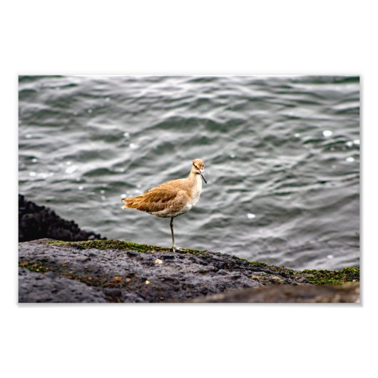 プラヤデルレイ フォトプリント            (正面)