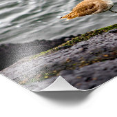 プラヤデルレイ フォトプリント            (角)