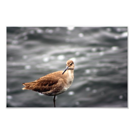 プラヤデルレイ フォトプリント            (正面)