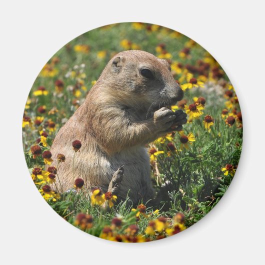 プラワール犬 マグネット (正面)