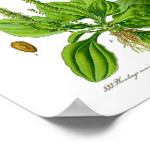 プランタン食用緑植物薬草フォーク薬 ポスター (角)
