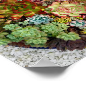 プランター内の多肉類 ポスター (角)