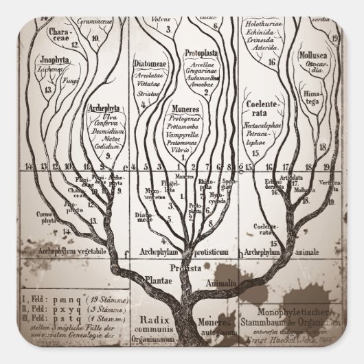 プランテプロティスタアニマリア スクエアシール (正面)