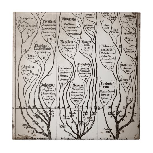 プランテプロティスタアニマリア タイル (正面)