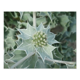 プラントシーサマープロフェッショナルフォト紙(サテン) フォトプリント