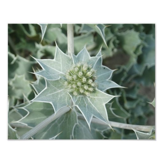 プラントシーサマープロフェッショナルフォト紙（サテン） フォトプリント            (正面)