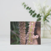 プラントステムソーンズ自然パーク写真 ポストカード (スタンド正面)