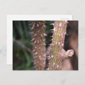 プラントステムソーンズ自然パーク写真 ポストカード (正面/裏面)