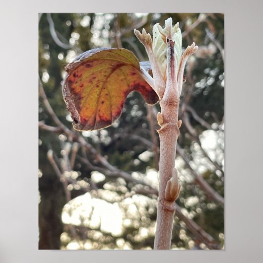 プラントフォトポスター ポスター (正面)