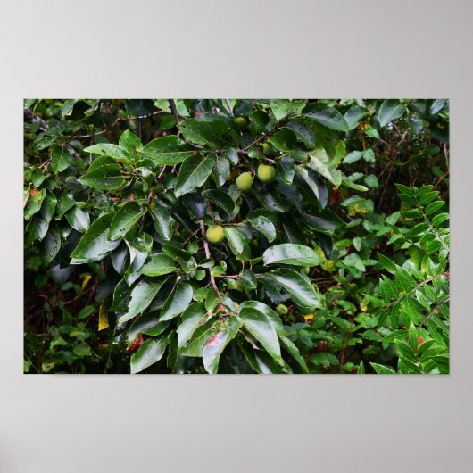 プラントフォトポスター ポスター (正面)