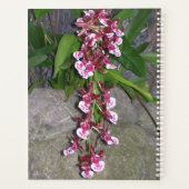 プランナー – トルムニアジャイラックレインボーオーキッド (裏面)