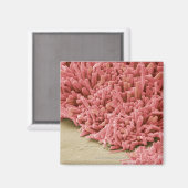 プラーク形成細菌、着色スキャン マグネット (正面/裏面)