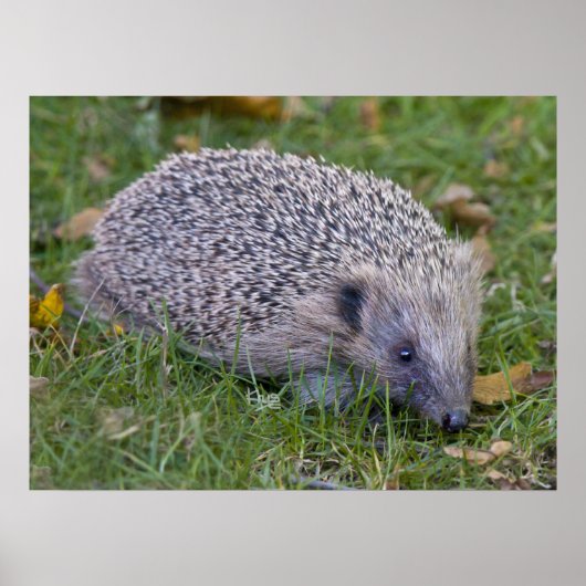 プリクルスプリント ポスター (正面)