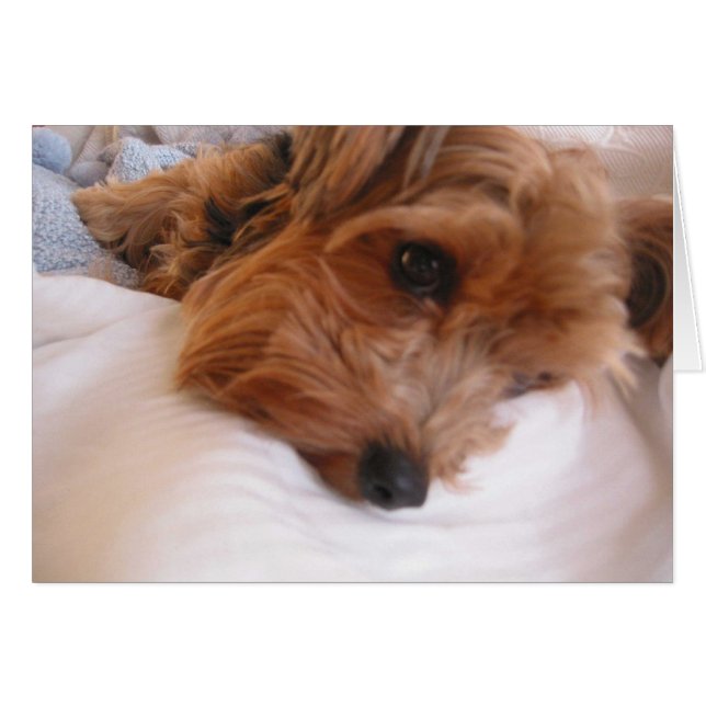 プリシラ (正面横)