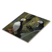 プリビロフ島のアラスカ、セントポール島、角を立てた タイル (側面)