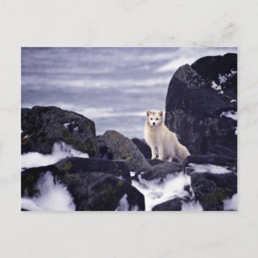 プリビロフ島油スピル、M/V柑橘類1996北極 ポストカード (正面)