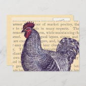 プリマスのロックルースターヴィンテージ市場家禽 ポストカード (正面/裏面)