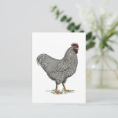 プリマスロックの鶏のスケッチ ポストカード (スタンド正面)