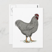 プリマスロックの鶏のスケッチ ポストカード (正面/裏面)