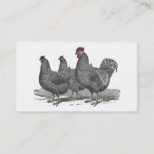 プリマスロックの鶏、オンドリ 名刺 (裏面)