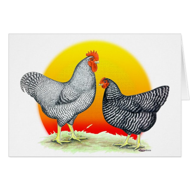 プリマスロック:  日の出 (正面横)