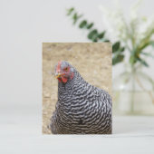 プリマス・バーレッド・ロックヘン写真 ポストカード (スタンド正面)