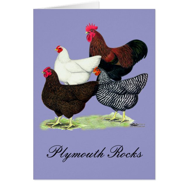 プリマス・ロック・カルテット (正面)