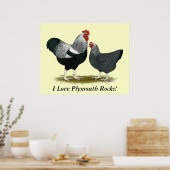 プリマス・ロック：シルバー・ペンシル・ペア ポスター (キッチン)