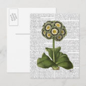 プリムラオーリキュラブルー ポストカード (正面/裏面)