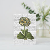 プリムラオーリキュラブルー ポストカード (スタンド正面)