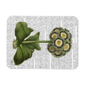 プリムラオーリキュラブルー マグネット (横)